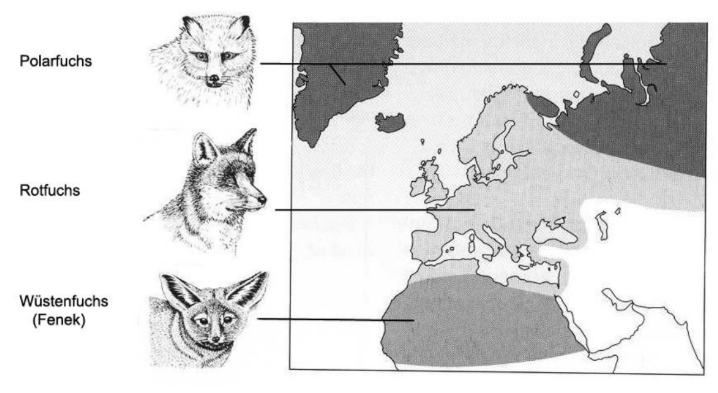 Polarfuchs, Rotfuchs und Wüstenfuchs neben einer Karte mit markierten Verbreitungsgebieten in Europa und Nordafrika.